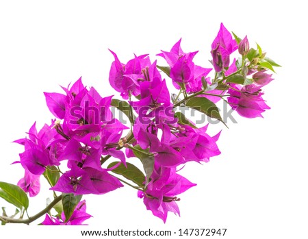 Macro photo of bright Bougainvillea flowers isolated on white - stock photo