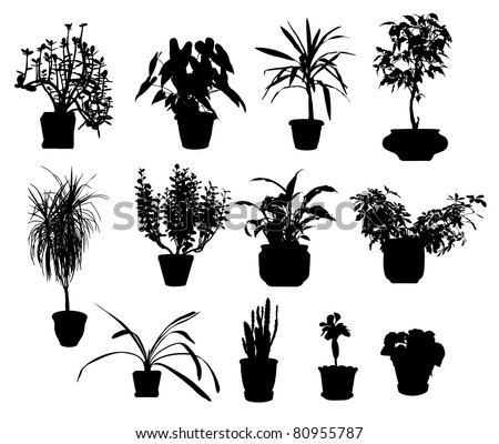Image Result For Houseplant Palm Image Result For Houseplant Palm