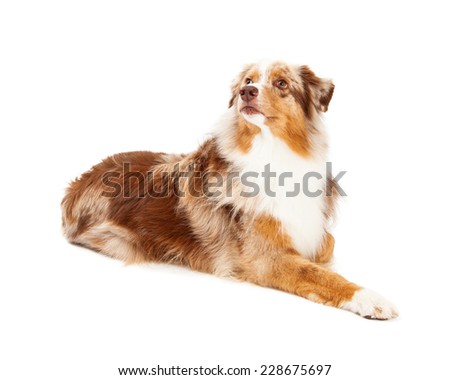 australian shepherd and golden retriever golden retriever laying down stock photo 2853393 shutterstock australian shepherd and golden retriever golden retriever laying down stock photo 2853393 shutterstock