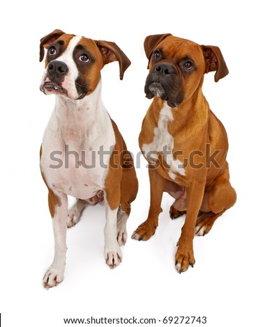 Dog breeding female itching sitting