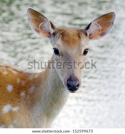 Fallow Deer - stock photo