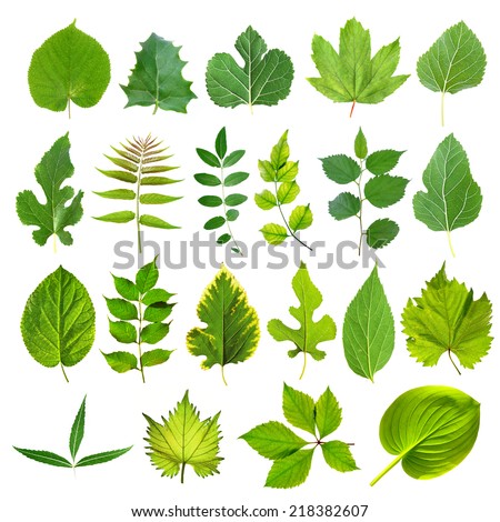 Set Different Trees Vector Illustration Stock Vector 183213605 ...