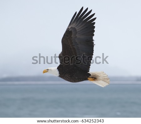 American Bald Eagle Flying Over Ocean Stock Photo 71285419 - Shutterstock