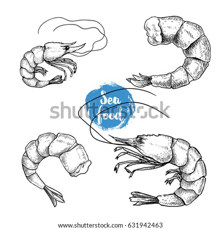 Hand Drawn Sketch Shrimp Isolated On Stock Vector 608600612 - Shutterstock