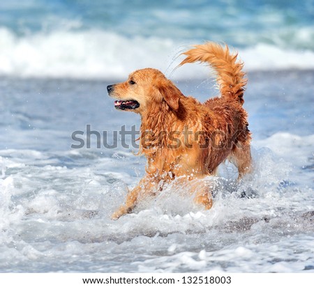 Hare Running Meadow Stock Photo 172352939 - Shutterstock