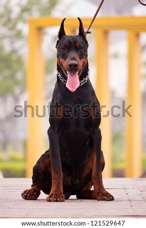 Doberman Pinscher Guard Dog Stock Photo 121529659 - Shutterstock