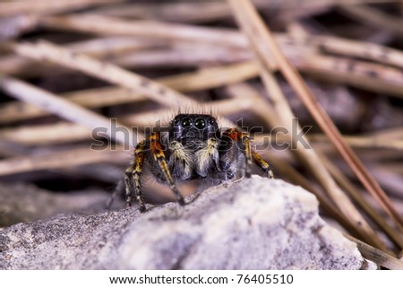 free amateur pon vedeo white and red hairy spider