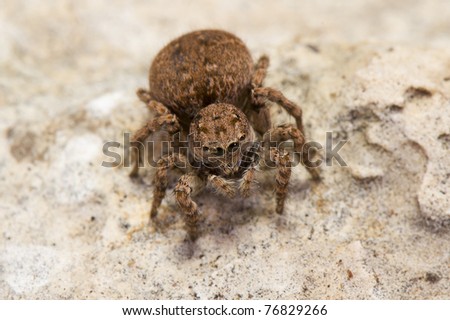 white and red hairy spider penthouse letter anal