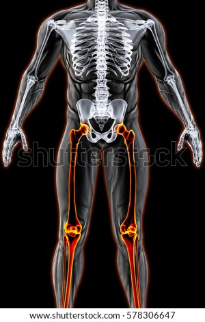 Female Stomach Muscles Stock Illustration 290240330 - Shutterstock