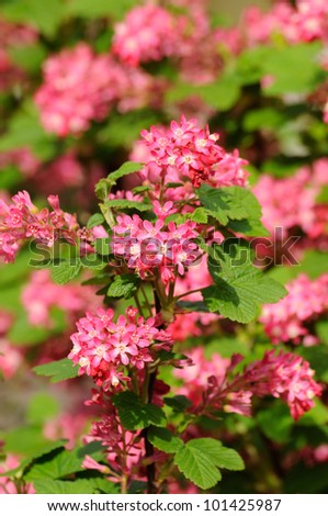 spiraea japonica anthony waterer japanese meadowsweet spiraea japonica anthony waterer japanese meadowsweet
