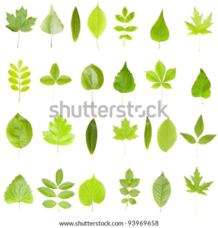 Set Different Trees Vector Illustration Stock Vector 183213605 ...