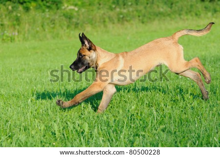 belgian malinois puppies 6 months malinois puppy dog 4 months old stock photo 80500231 shutterstock belgian malinois puppies 6 months malinois puppy dog 4 months old stock photo 80500231 shutterstock