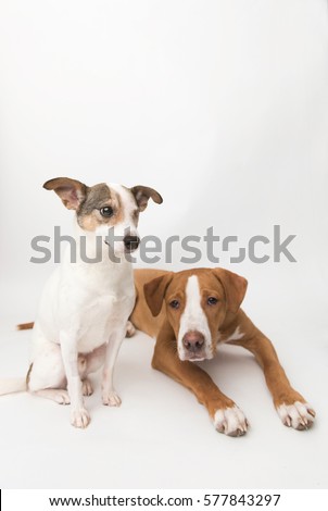 jack russell american pitbull terrier mix jack russell mix dog without one stock photo 572168497 shutterstock jack russell american pitbull terrier mix jack russell mix dog without one stock photo 572168497 shutterstock