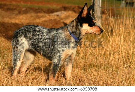 4 Month Old Female Blue Heeler Stock Photo 5927824 - Shutterstock