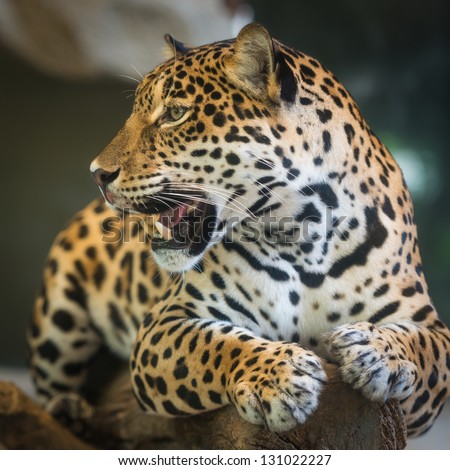 Jaguar - stock photo