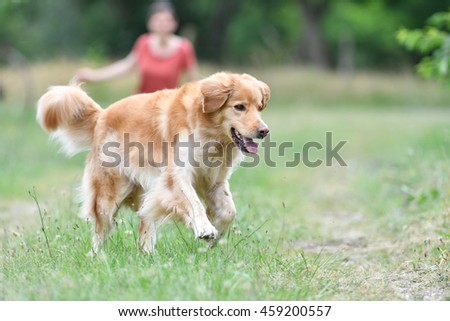 golden retriever puppy walking distance beautiful golden retriever walk stock photo 452529979 golden retriever puppy walking distance beautiful golden retriever walk stock photo 452529979
