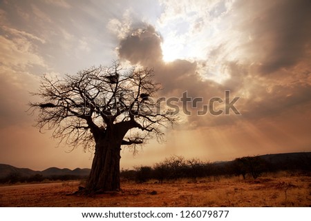 Baobab Tree Stock Photo 74275975 - Shutterstock