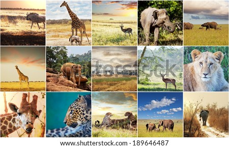 Giraffe Savannah Stock Photo 74299780 - Shutterstock