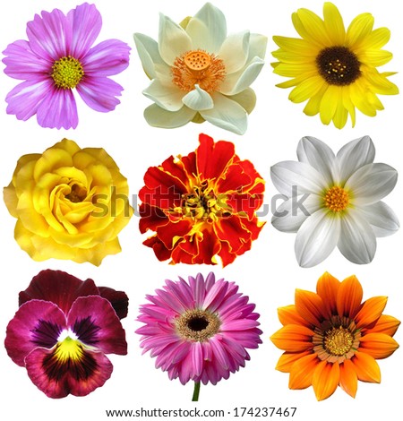 Set Flowers Different Shapes Color Stock Photo 14004841 - Shutterstock