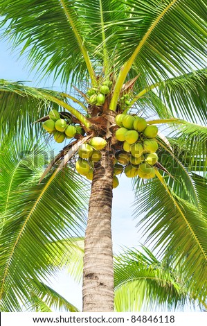 coconut tree - stock photo