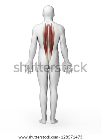 Male Anatomy Muscular System Front Back Stock Illustration 178144004