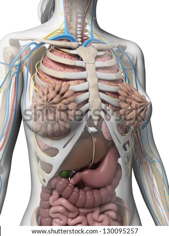 Human Anatomy Dummy Stock Photo 98883911 - Shutterstock