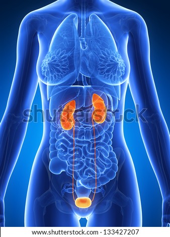 3d rendered illustration of the female kidney - stock photo