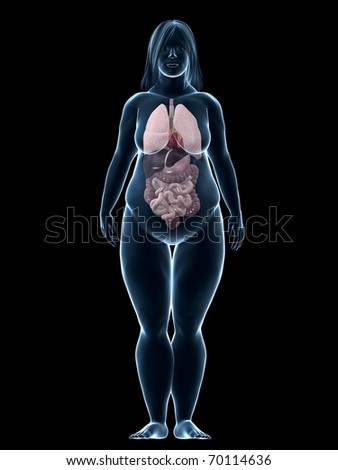 Young Girl Anatomy Stock Illustration 54256507 - Shutterstock