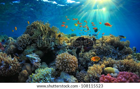 Sea-life Stock Photos, Images, & Pictures | Shutterstock