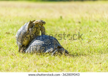 Picture Of A Male African Spur Tortoises Penis 61