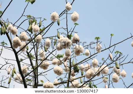 Stock Photo White Silk Cotton Tree 130007417 