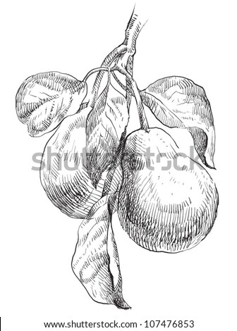 Pears Isolated Sweet Fruit Vector Engraving Stock Vector 376318759