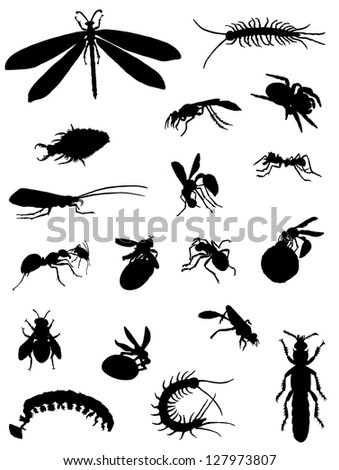 Insect Collection Stock Vector 71634466 - Shutterstock