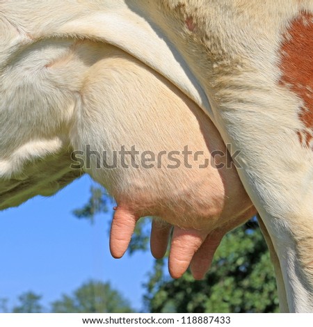 stock-photo--udder-of-a-young-cow-118887433.jpg