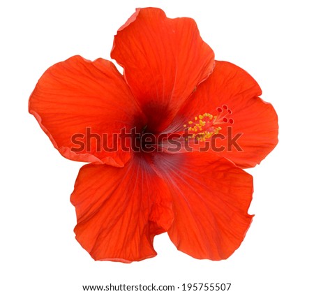 Colored Pencils Hand Drawing Beautiful Hibiscus Stock Vector 281745044