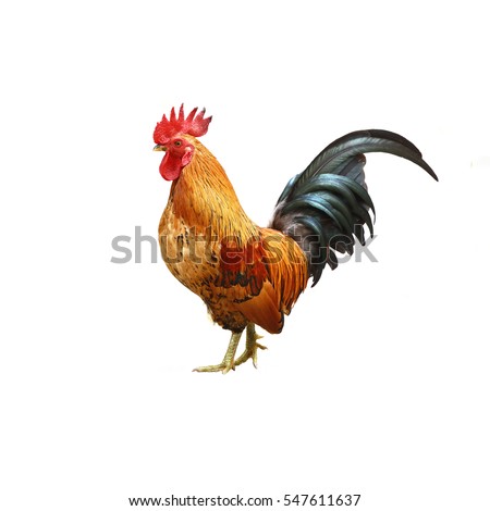 Rooster Isolated On White Background Clipping Stock Photo 540043024 ...