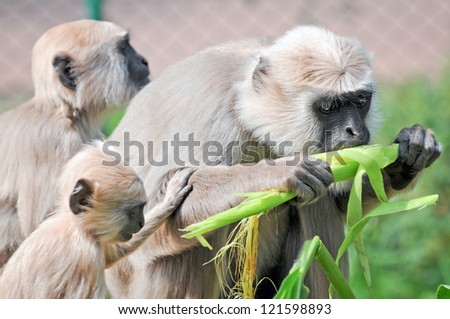 Squirrel Monkey Resting Reston Zoo Stock Photo 56674705 