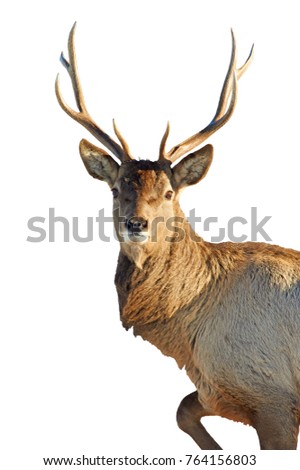 white deer mature singles White tail deer : more animals on deer the under parts of the deer's body are white with a white patch on the throat and another this is a mature buck and . white deer mature singles White tail deer : more animals on deer the under parts of the deer's body are white with a white patch on the throat and another this is a mature buck and .