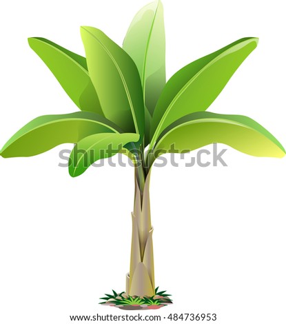 Vector Realistic Isolated Banana Tree On Stock Vector 273750656