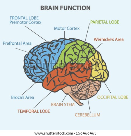 Brain Sections Vector Stock Vector 113340007 - Shutterstock