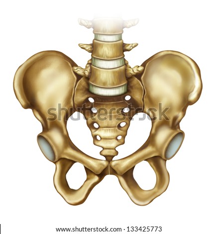 Rear View Human Skeleton Stock Illustration 72240064 - Shutterstock