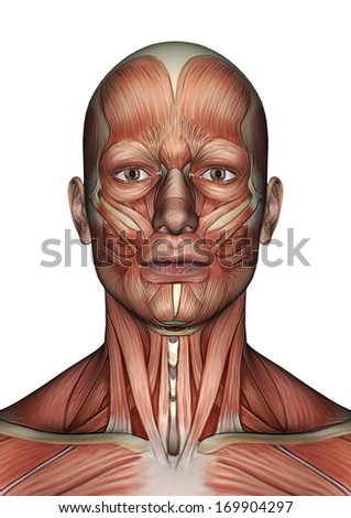 Body Without Skin Anterior View Stock Illustration 77426464 - Shutterstock