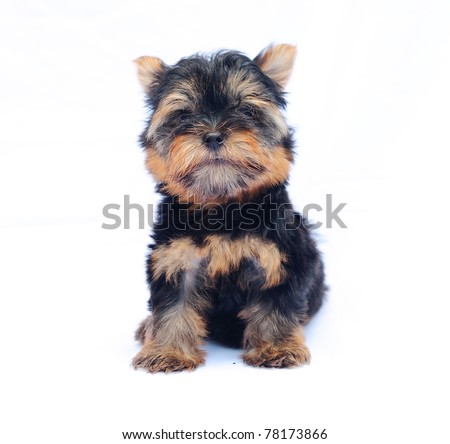 Cute Little Yorkshire Terrier Puppy Isolated Stock Photo ... Cute Little Yorkshire Terrier Puppy Isolated Stock Photo ...