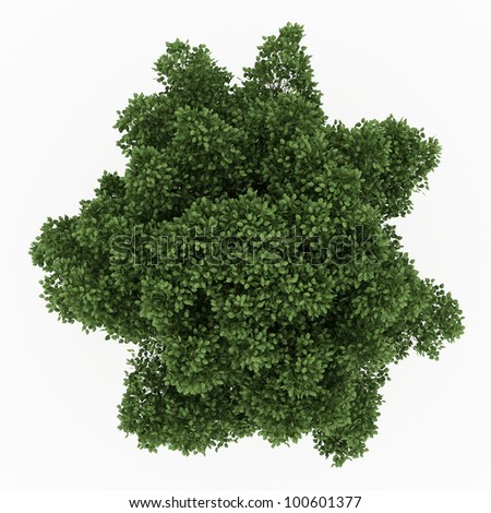 Tree top view Stock Photos, Images, & Pictures | Shutterstock