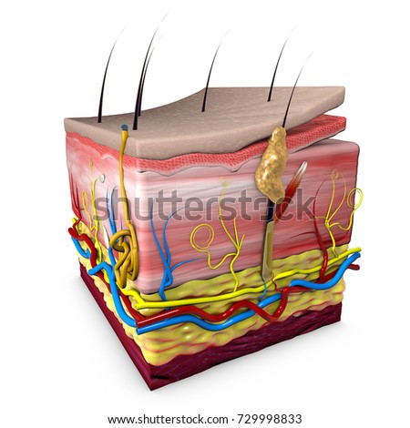 Skin Layers Consist Two Layers Superficial Stock Illustration 164345087 ...