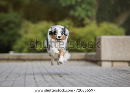running with australian shepherd puppy australian shepherd dog puppy stock photo 117480109 shutterstock running with australian shepherd puppy australian shepherd dog puppy stock photo 117480109 shutterstock