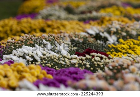 Pink Yellow Purple Flower Field Stock Photo 92775556 