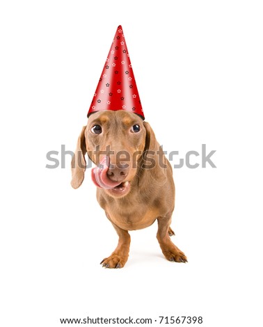 https://thumb10.shutterstock.com/display_pic_with_logo/79405/79405,1298224587,3/stock-photo-tiny-dachshund-wearing-a-birthday-hat-71567398.jpg
