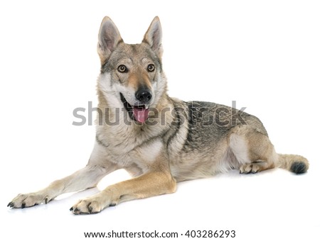 Beautiful Eyes Wild Wolf Dangerous Mammal Stock Photo 7804327 ...