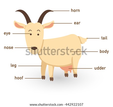 Illustrator Pig Body Part Stock Vector 467436356 - Shutterstock